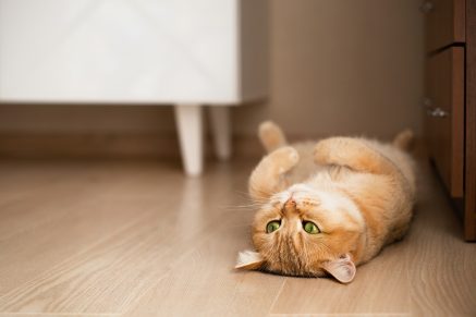 How to clean cat urine from baseboards.