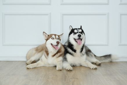 How to keep baseboards clean with dogs.